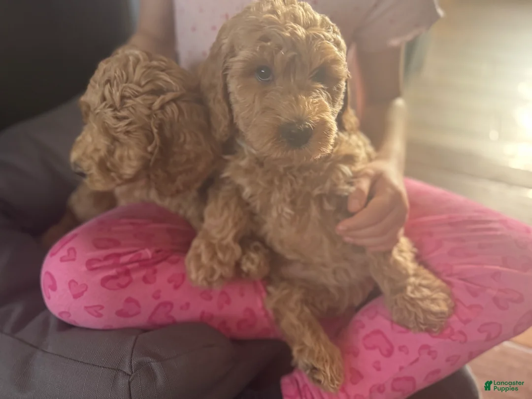 Labradoodle dogs for sale: Labradoodle Puppy 2 - Ad 3