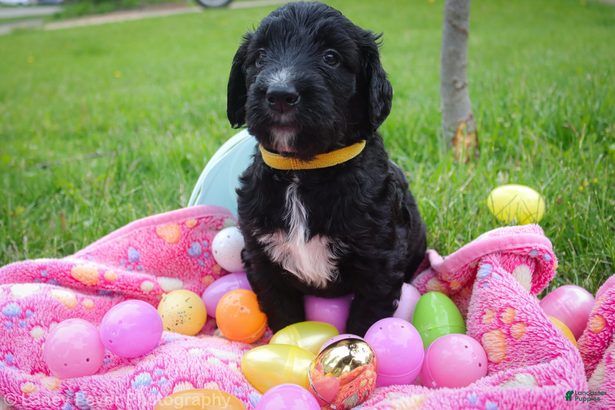 Goldendoodle dogs Miss Yellow - Ad 2