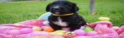 Goldendoodle dogs for sale: Miss Yellow - Ad 2