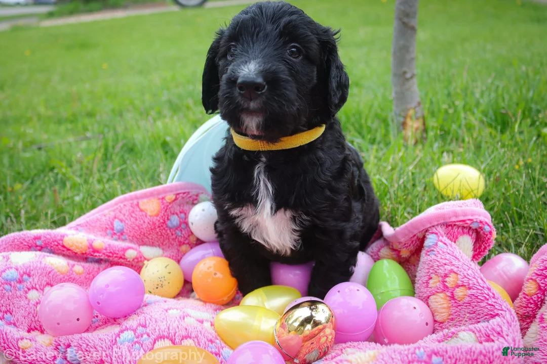 Goldendoodle dogs for sale: Miss Yellow - Ad 2