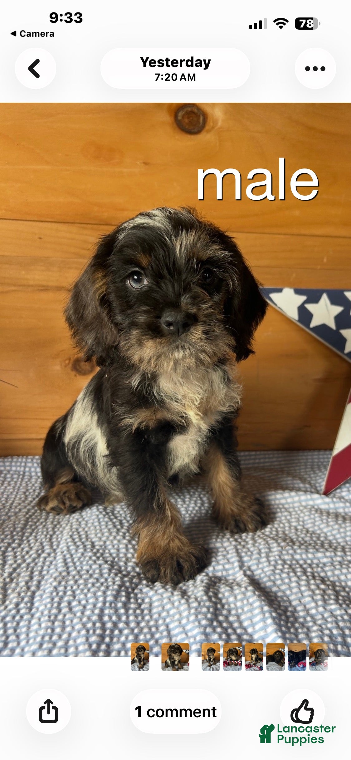 Cockapoo dogs Cockapoo 3 - Ad 1