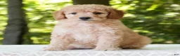 Mini Goldendoodle dogs for sale: Amber - Ad 3