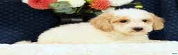 Bichpoo dogs for sale: Ender - Ad 4