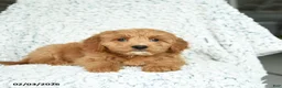 Mini Goldendoodle dogs for sale: Pancake - Ad 3
