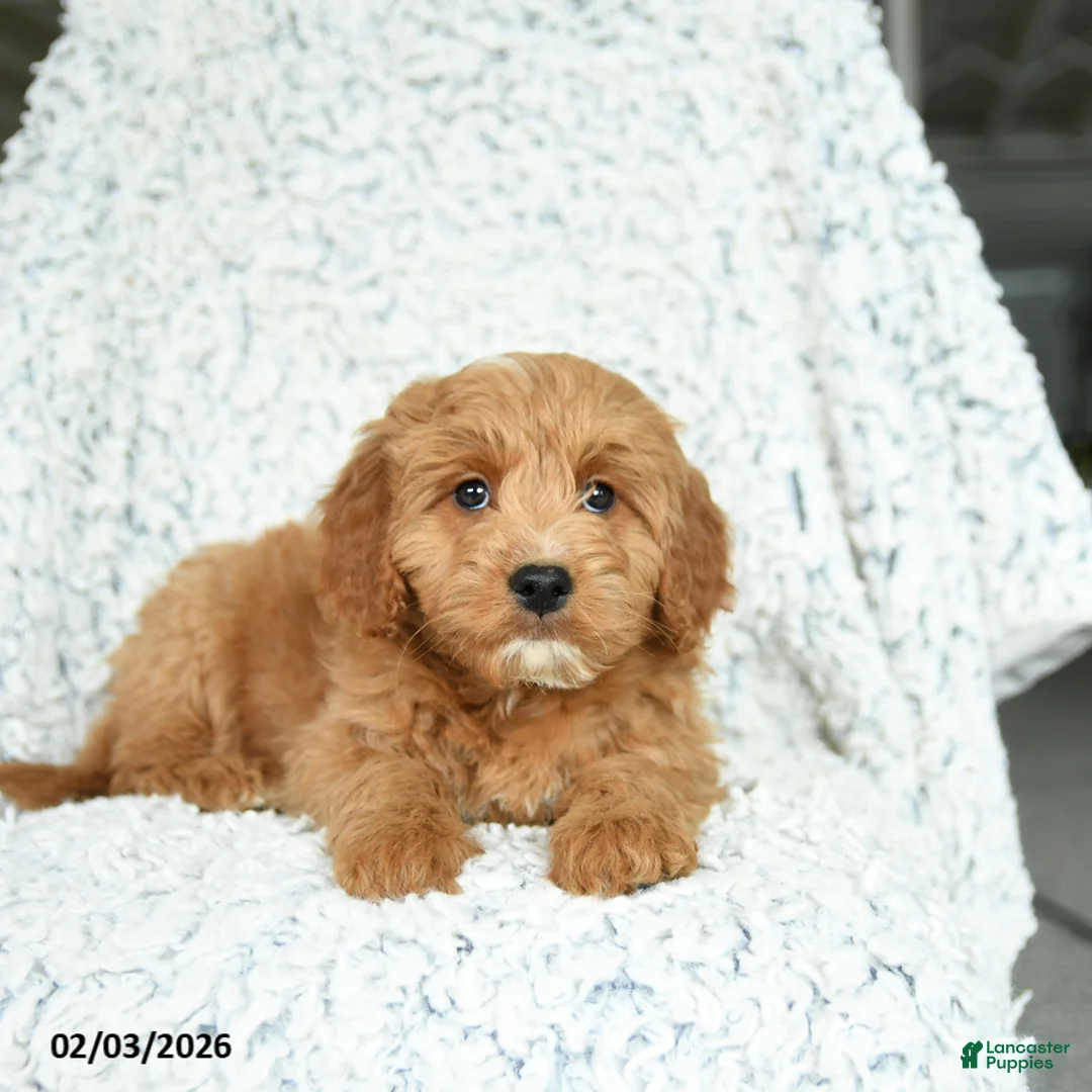 Mini Goldendoodle dogs for sale: Pancake - Ad 3