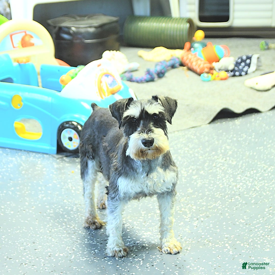 Miniature Schnauzer dogs for sale: Bailey - Ad 6