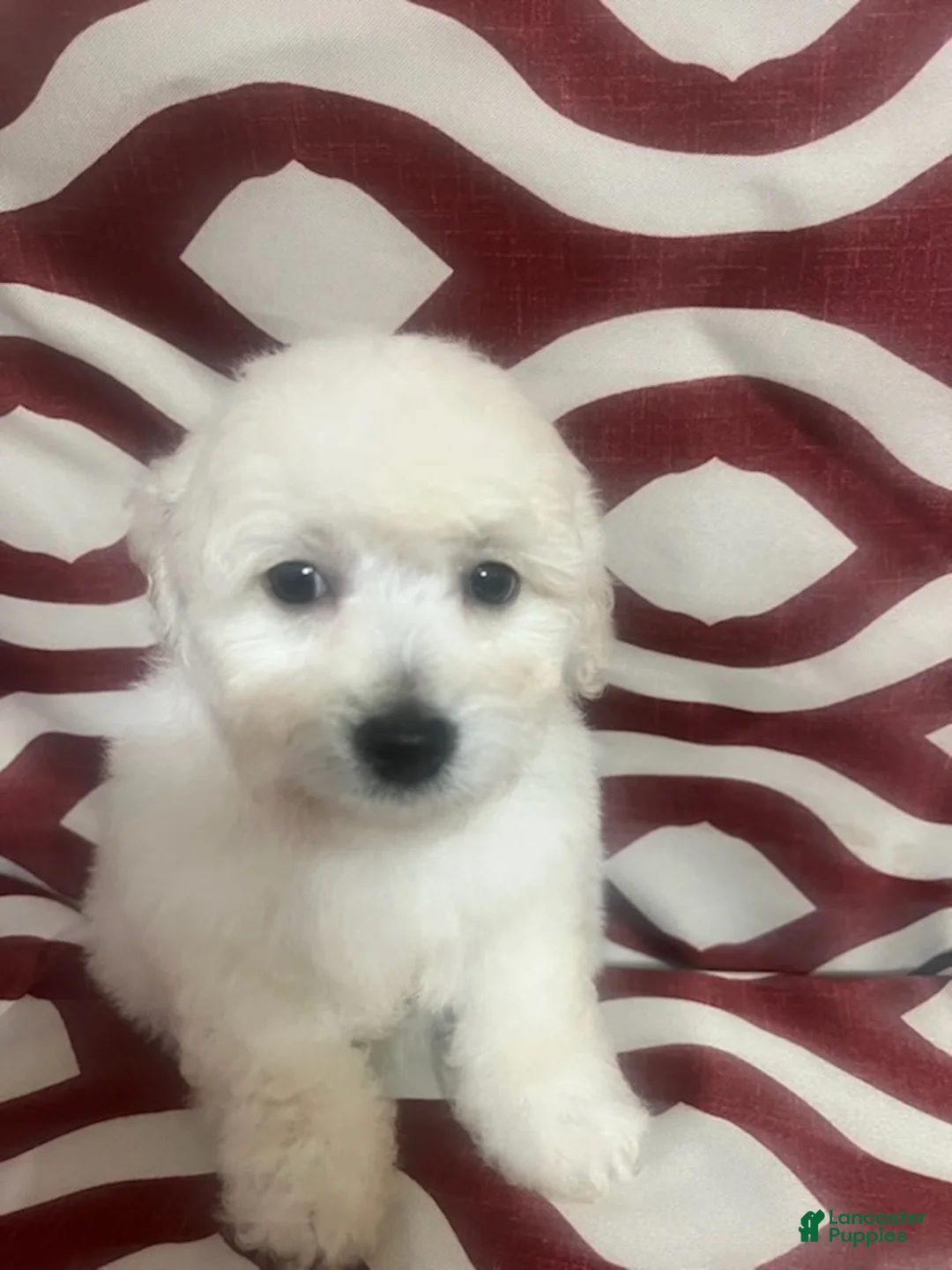 Miniature Poodle dogs for sale: Fizz - Ad 1