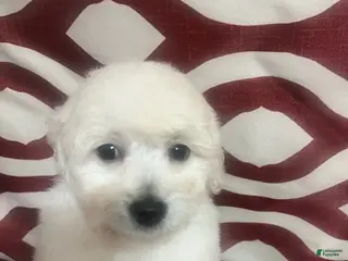 Miniature Poodle dogs Fizz - Ad 2