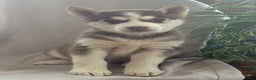 Siberian Husky dogs for sale: Leo - Ad 5