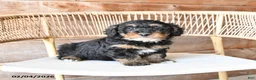 Mini Bernedoodle dogs for sale: Patches - Ad 3