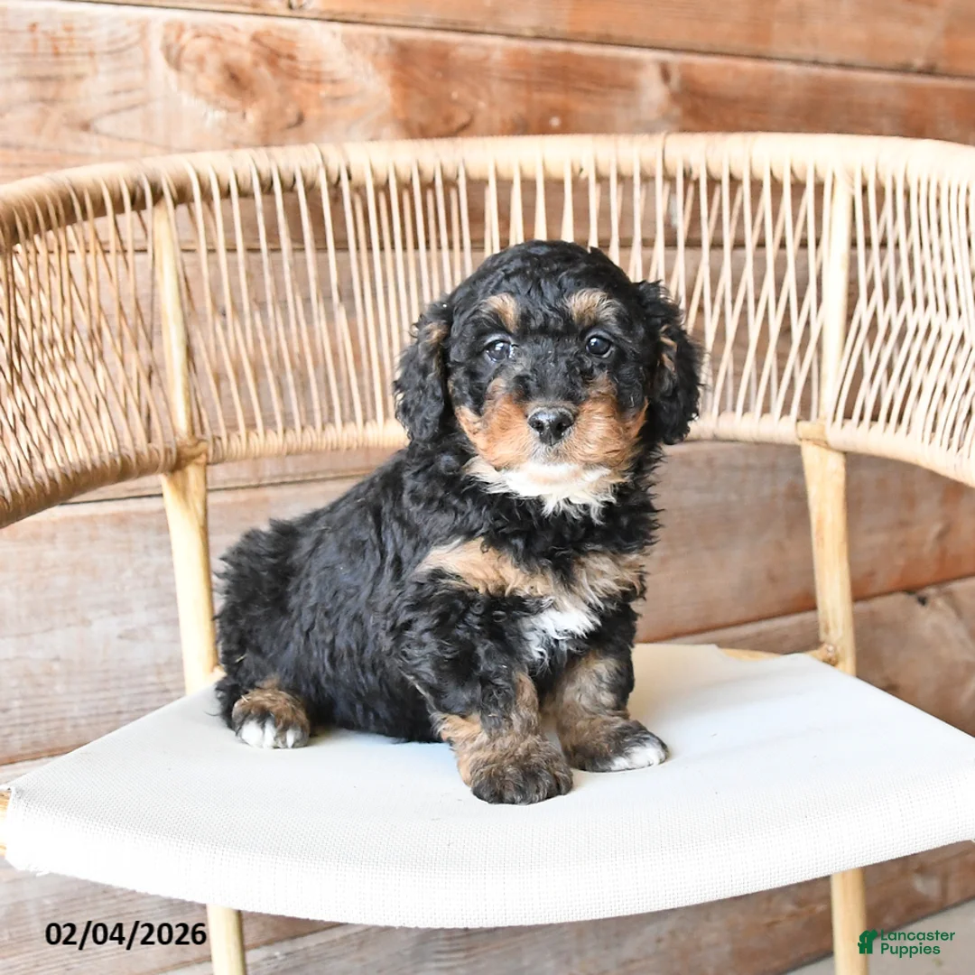Mini Bernedoodle dogs for sale: Patches - Ad 3