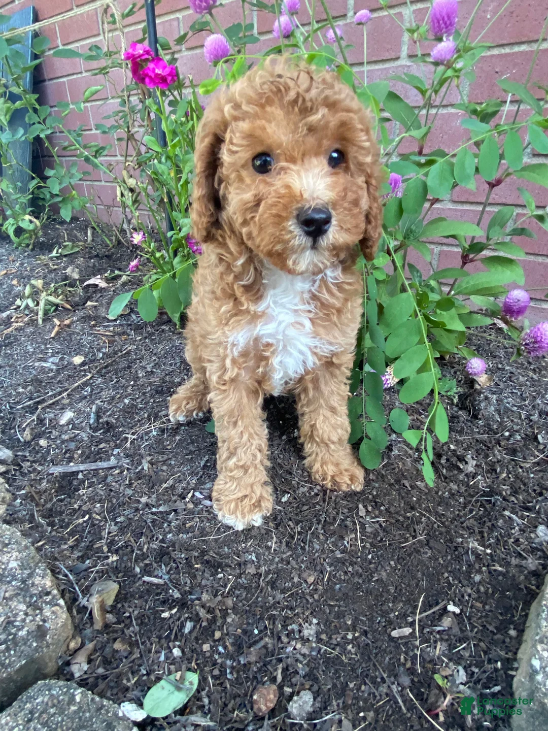 Miniature Poodle dogs for sale: Hazel - Ad 14