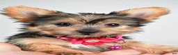 Yorkshire Terrier dogs for sale: Peggy - Ad 7