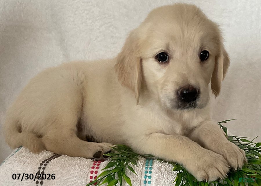 Golden Retriever dogs Sadie - Ad 2