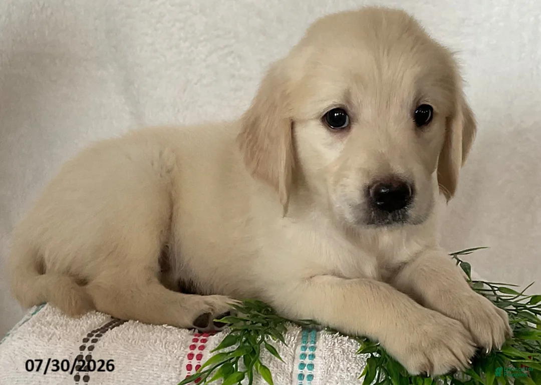 Golden Retriever dogs for sale: Sadie - Ad 2