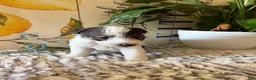Wire Fox Terrier dogs for sale: Duke Weaselton  - Ad 6