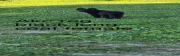 German Shepherd dogs for sale: Aurora  - Ad 10