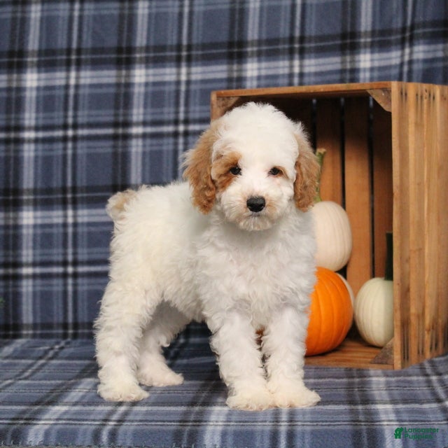 Miniature Poodle dogs CW Xadie - Ad 1