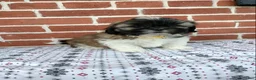 Shih Tzu dogs for sale: Daisy  - Ad 7