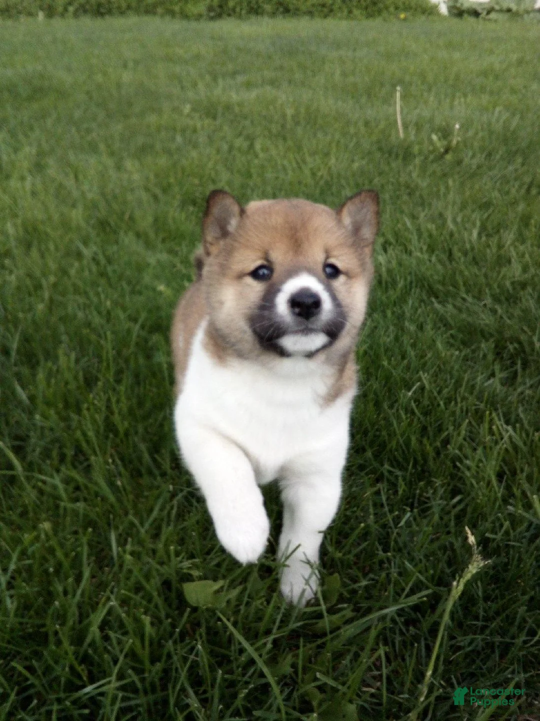 Shiba Inu dogs for sale: Gracie - Ad 1