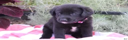Labrador Retriever dogs for sale: Rosey - Ad 3