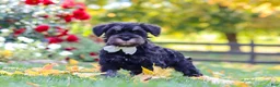 Miniature Schnauzer dogs for sale: Johnny - Ad 5