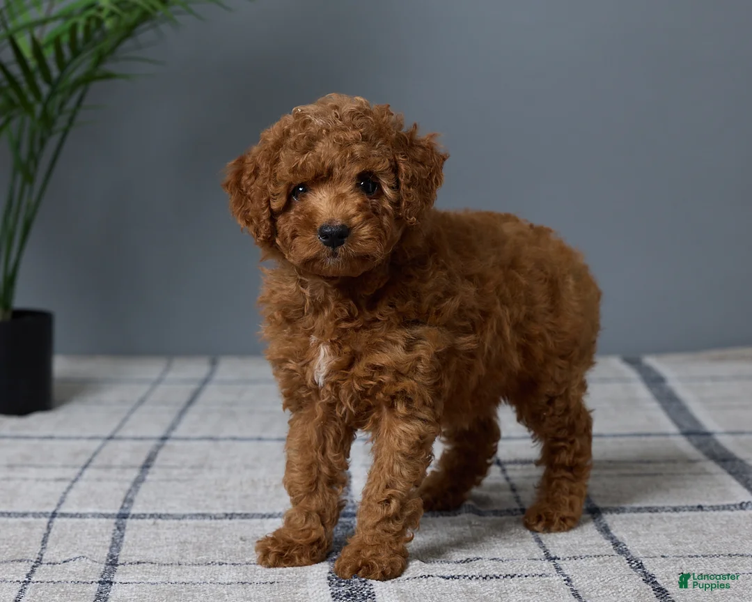 Mini Goldendoodle dogs for sale: Candie - Ad 5