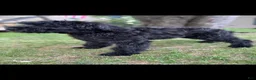 Giant Schnauzer dogs for sale: Mouse - Ad 12