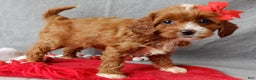 Cavapoo dogs for sale: Noelle - Ad 6