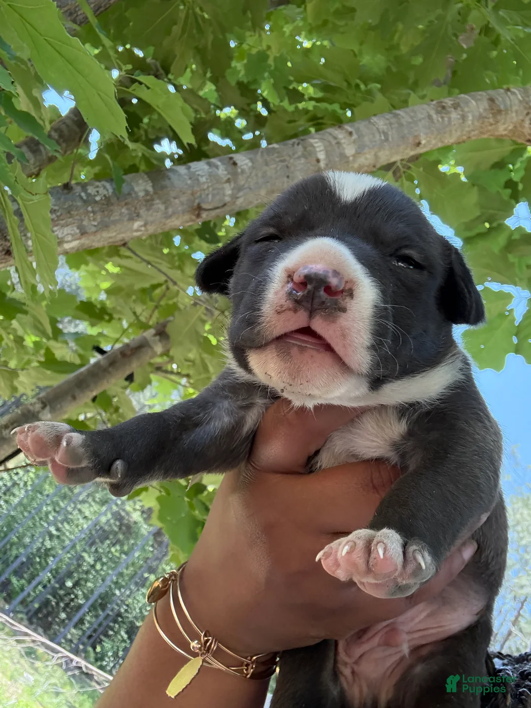 American Pit Bull Terrier dogs for sale: American Pit Bull Terrier Puppy 4 - Ad 2