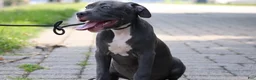 American Bully dogs for sale: Venus - Ad 18