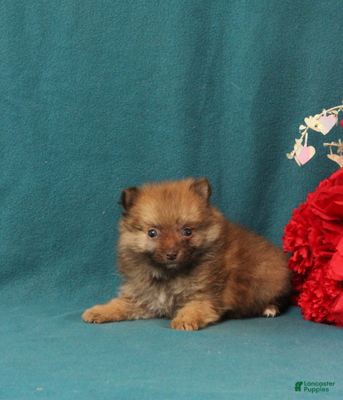 Pomeranian dogs Victor - Ad 33