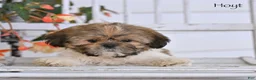Shih Tzu dogs for sale: Hoyt - Ad 3