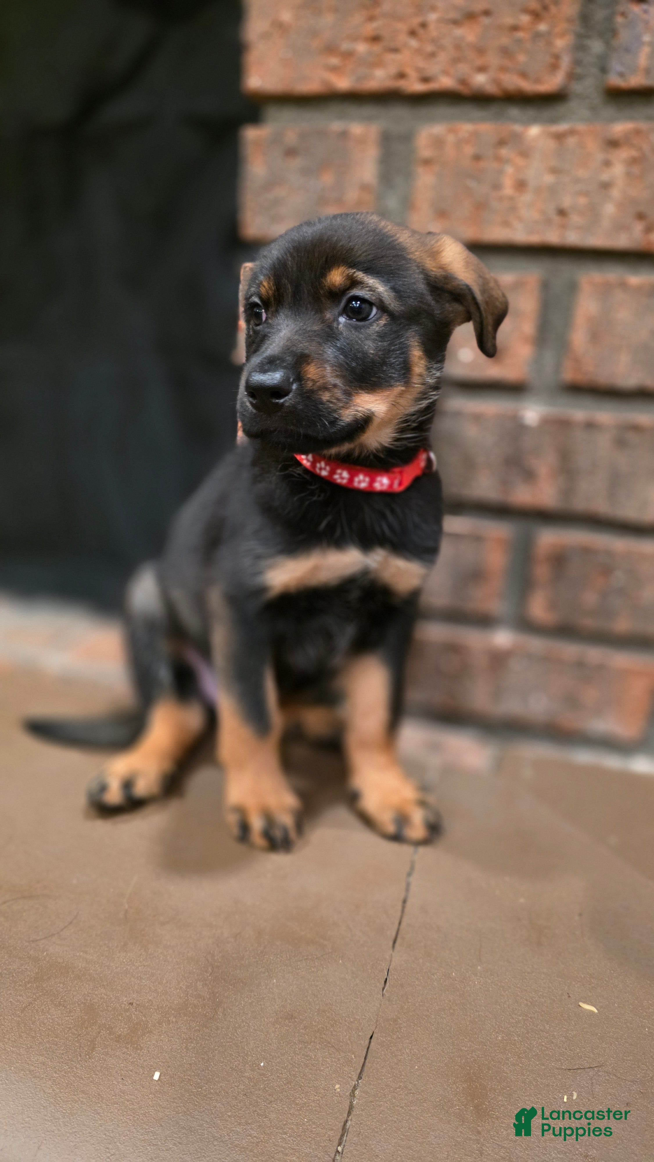 Mixed Breed dogs Red - Ad 14
