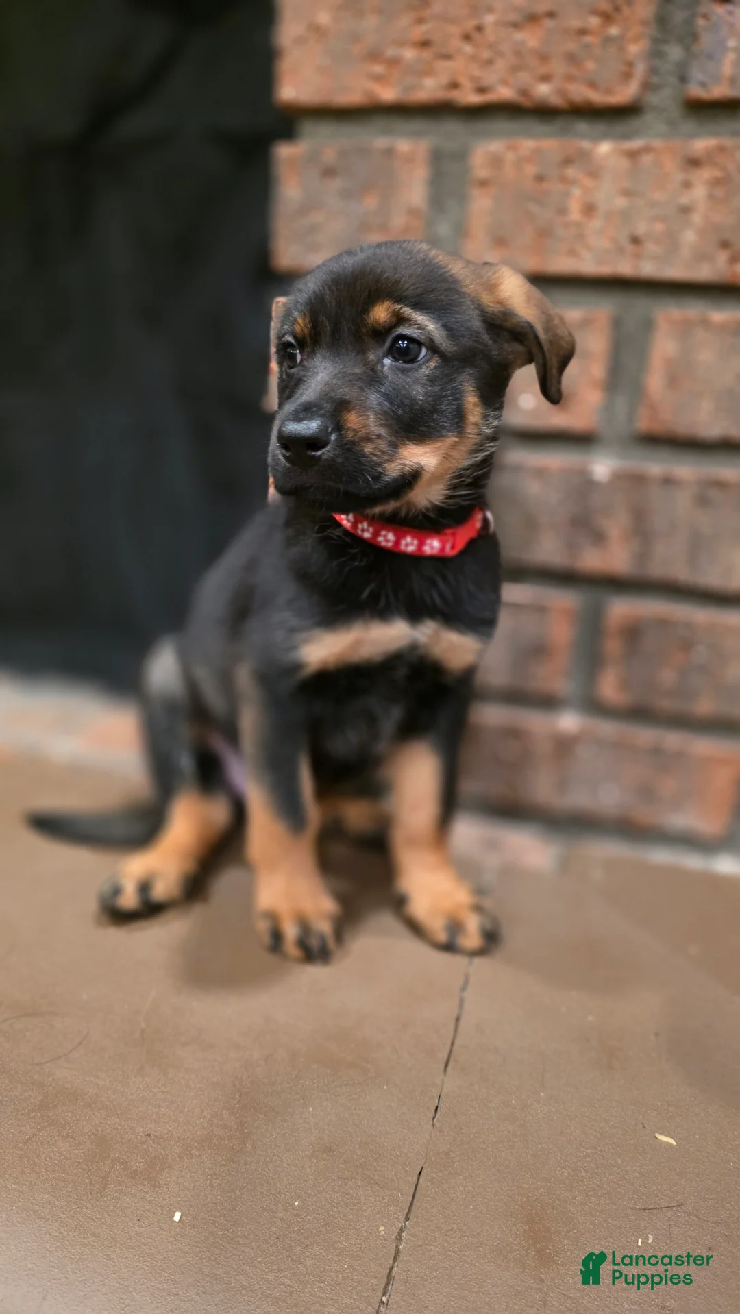 Mixed Breed dogs for sale: Red - Ad 1