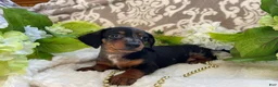 Miniature Dachshund dogs for sale: Ezra - Ad 13
