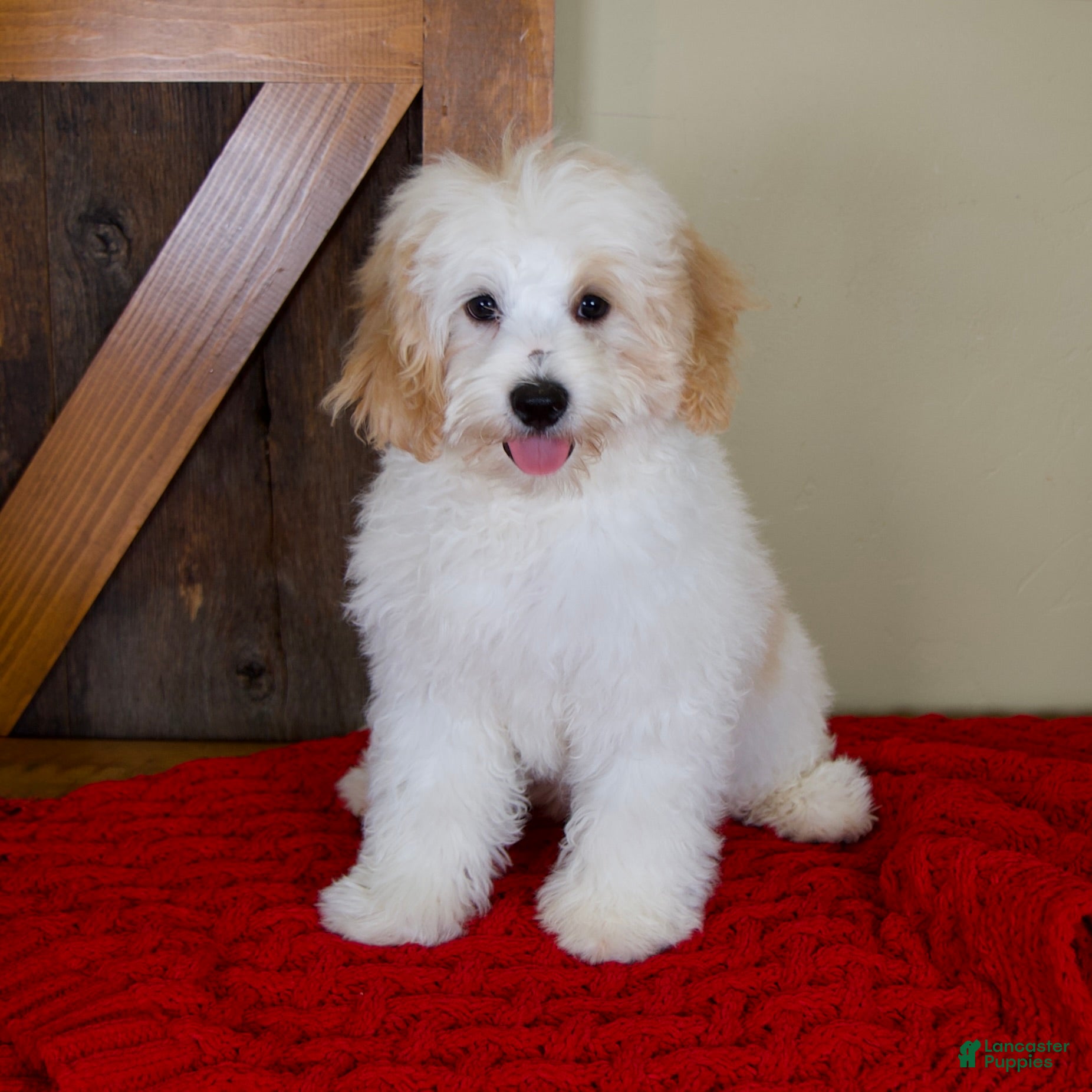 Mini Bernedoodle dogs Milo - Micro Mini Teddy Bear - Ad 1