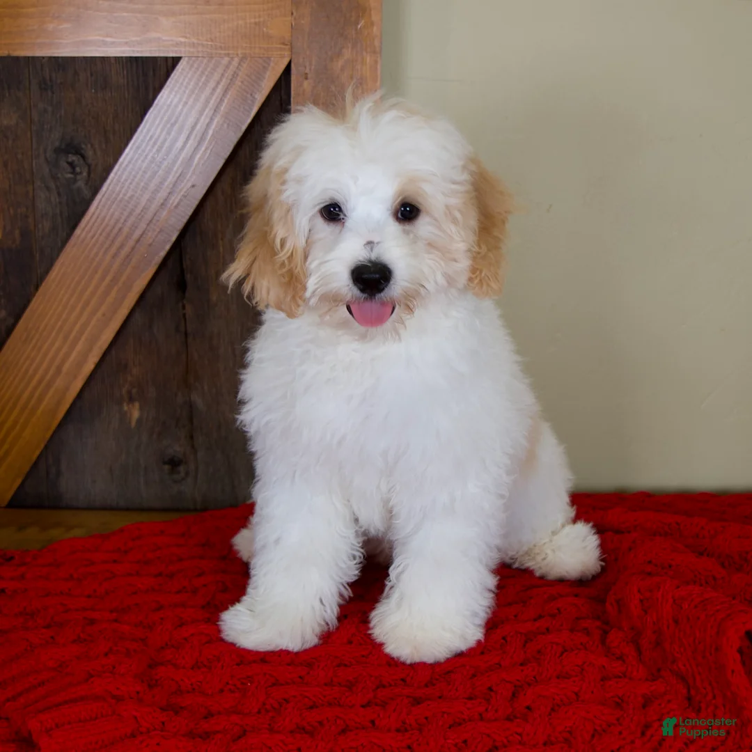Mini Bernedoodle dogs for sale: Milo - Micro Mini Teddy Bear - Ad 1