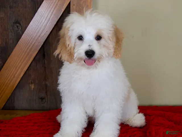 Mini Bernedoodle dogs for sale: Milo - Micro Mini Teddy Bear - Ad 1