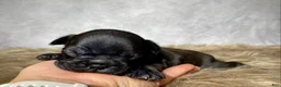 Frenchton dogs for sale: Miss Ruby - Ad 4