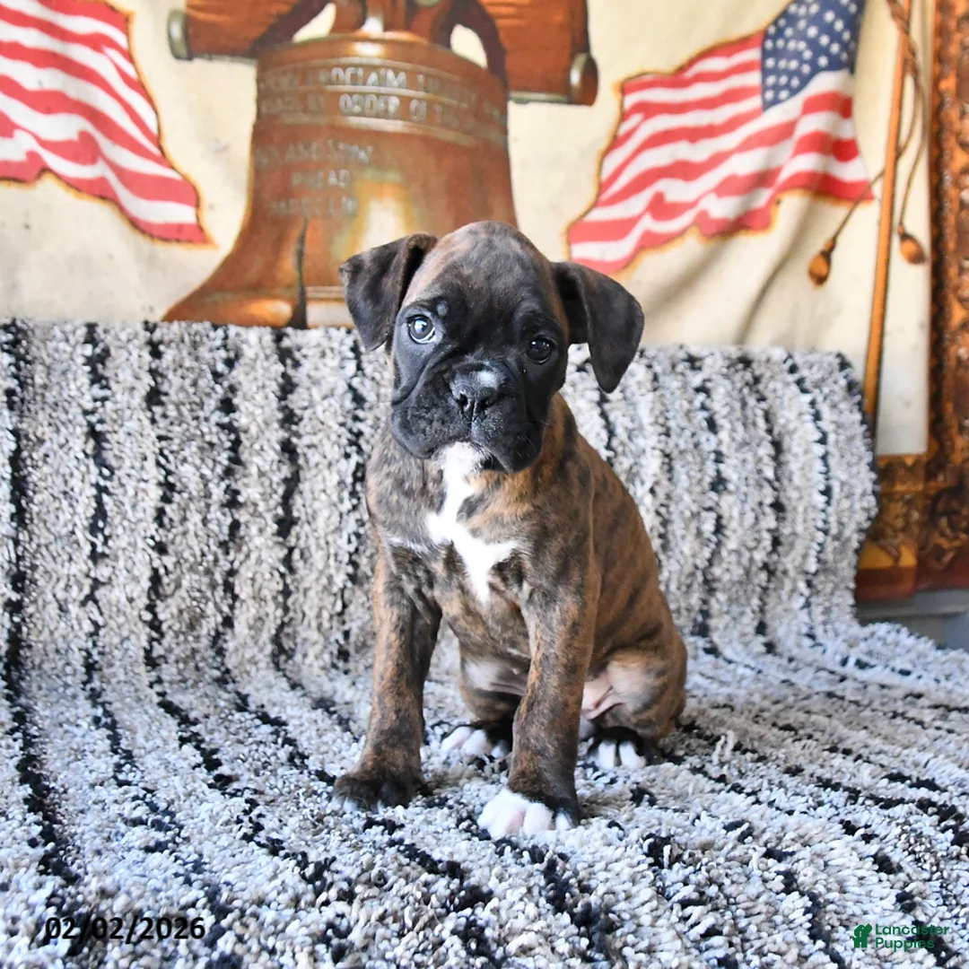Boxer dogs for sale: Bonnie - Ad 1