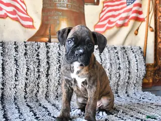 Boxer dogs Bonnie - Ad 28