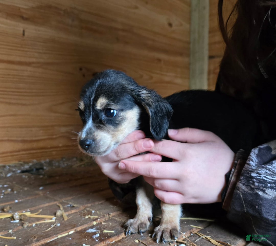 Beagle dogs for sale: Buster the Beagle - Ad 3