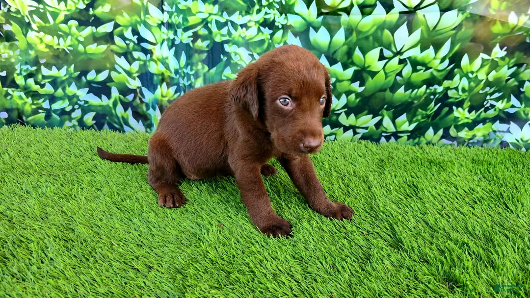 Labrador Retriever dogs for sale: Heidi - Ad 2