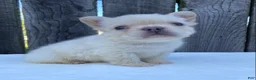 French Bulldog dogs for sale: Cruz - Ad 2