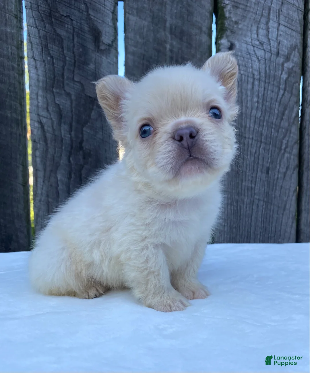 French Bulldog dogs for sale: Cruz - Ad 2