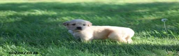 Golden Retriever dogs for sale: Arlo - Ad 3