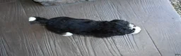 Mini Bernedoodle dogs for sale: Carla - Ad 12