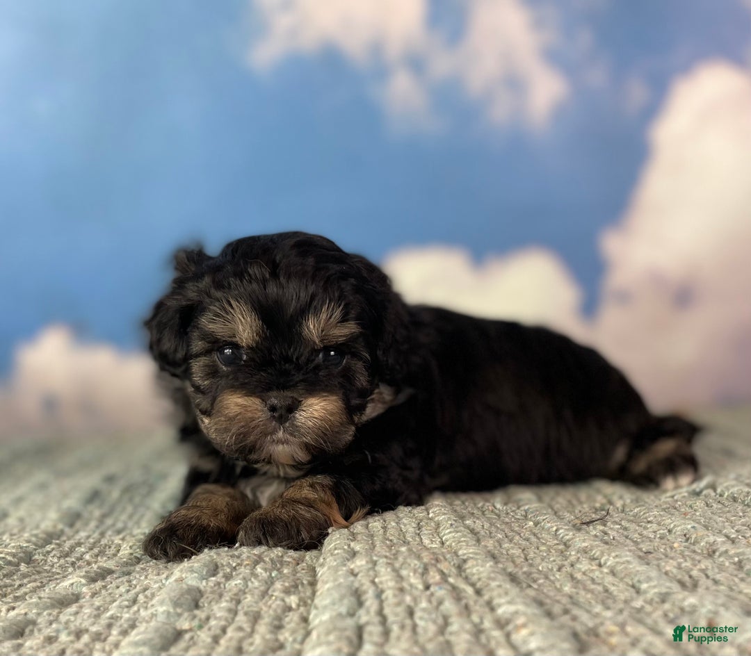 Mixed Breed dogs for sale: Maci - Ad 2