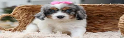 Cavapoo dogs for sale:  Paisley🎀 - Ad 10